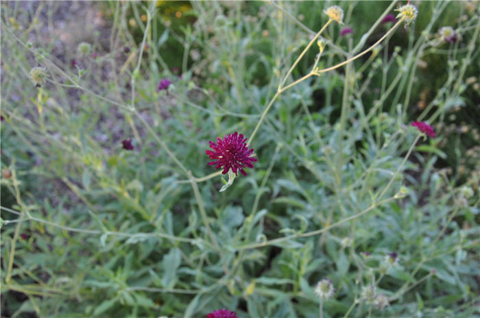 Plant photo of: Knautia macedonica