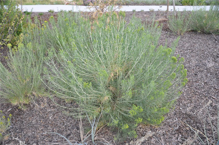 Plant photo of: Krascheninnikovia lanata