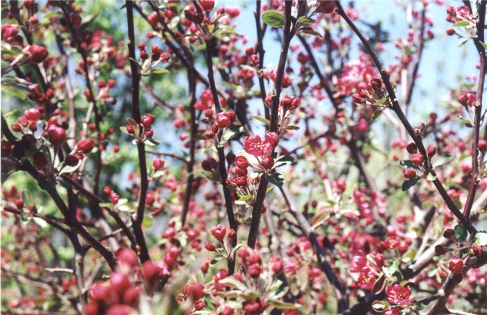 Plant photo of: Malus 'Prairfire'
