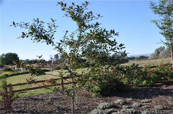 Plant photo of: Malus 'Prairfire'