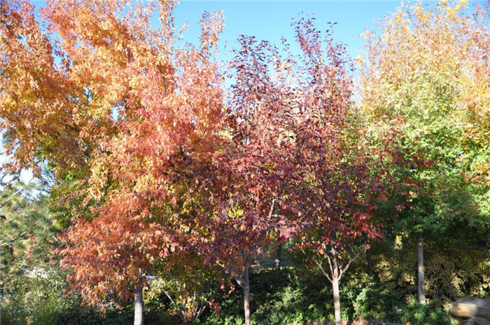 Plant photo of: Malus 'Royalty'
