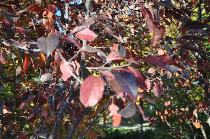 Plant photo of: Malus 'Royalty'