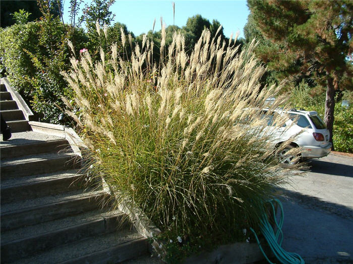 Plant photo of: Miscanthus sinensis 'Yaku Jima'