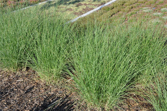 Plant photo of: Miscanthus sinensis 'Yaku Jima'
