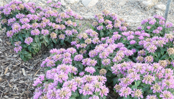 Plant photo of: Monarda didyma 'Petite Delight'