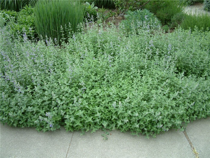 Plant photo of: Nepeta racemosa