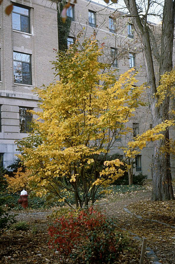Plant photo of: Parrotia persica