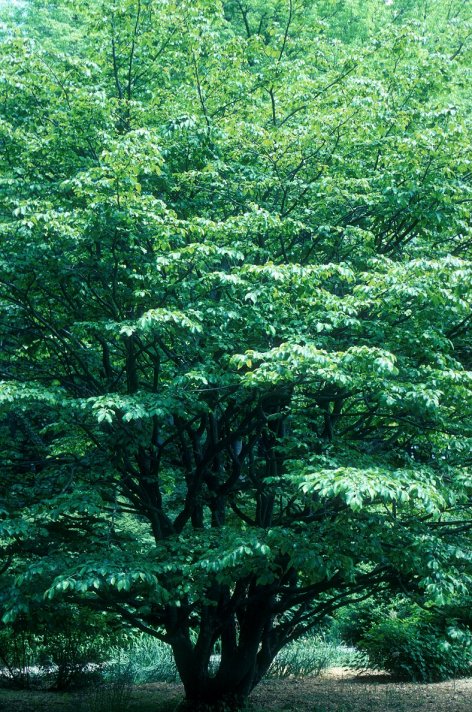 Plant photo of: Parrotia persica