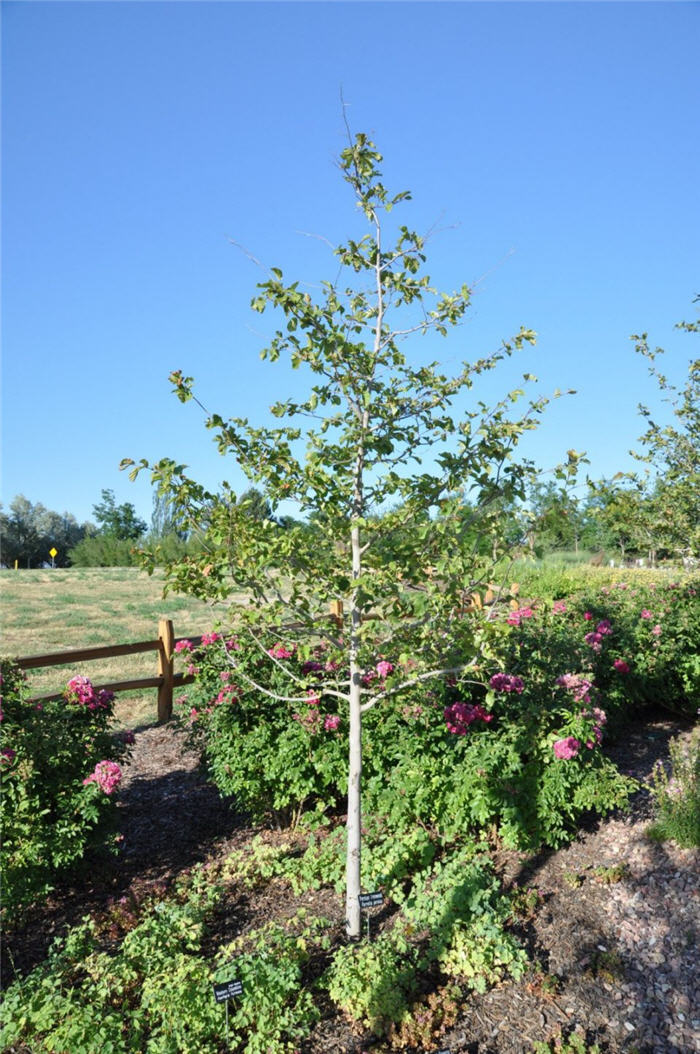 Plant photo of: Parrotia persica