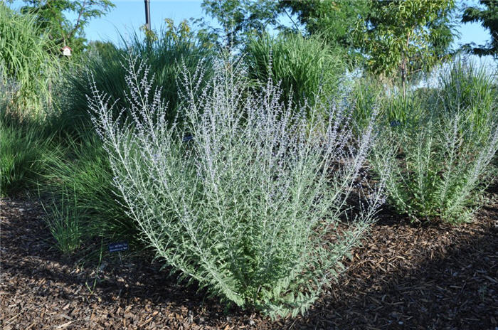 Plant photo of: Perovskia 'Blue Spire'