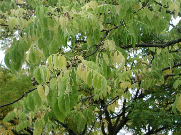Plant photo of: Phellodendron amurense