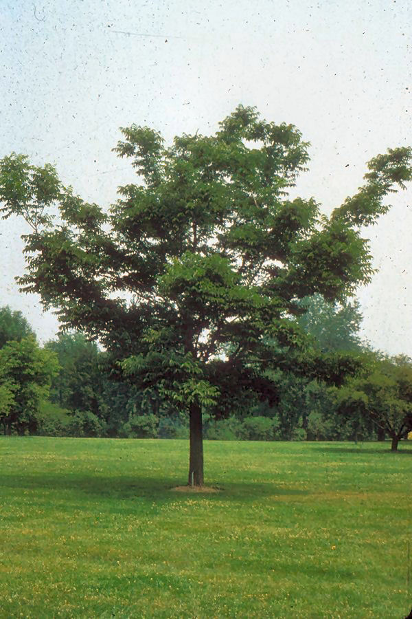 Plant photo of: Phellodendron amurense