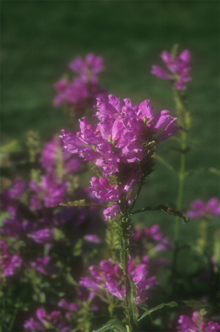 Plant photo of: Physostegia virginiana