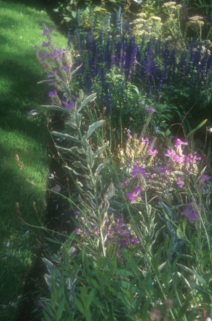 Plant photo of: Physostegia virginiana