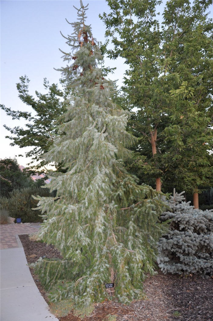 Plant photo of: Picea omorika