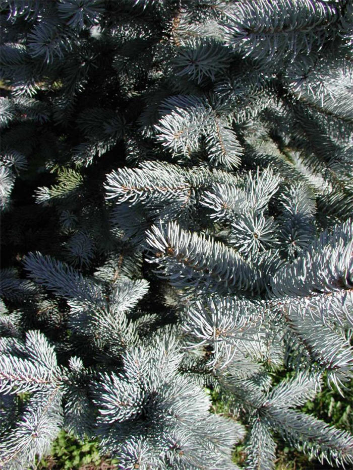 Plant photo of: Picea pungens 'Hoopsii'