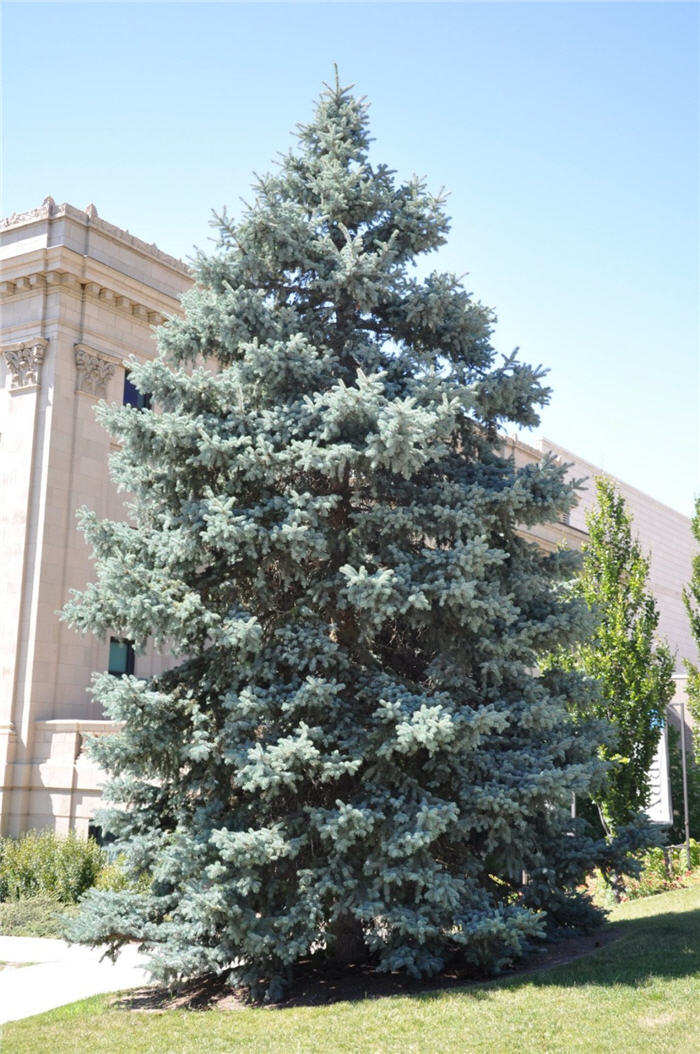 Plant photo of: Picea pungens 'Baby Blue Eyes'