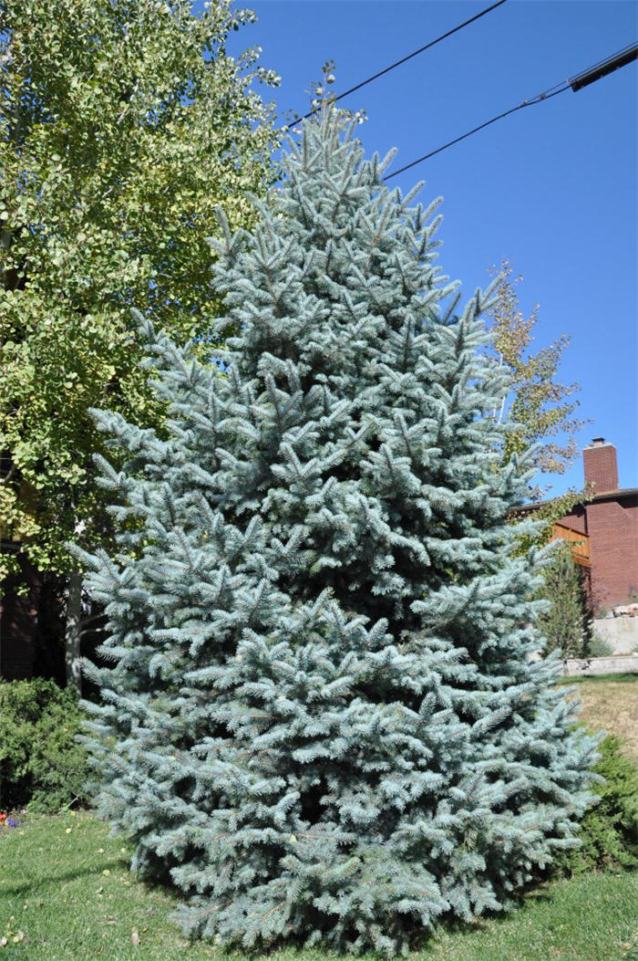 Plant photo of: Picea pungens 'Baby Blue Eyes'