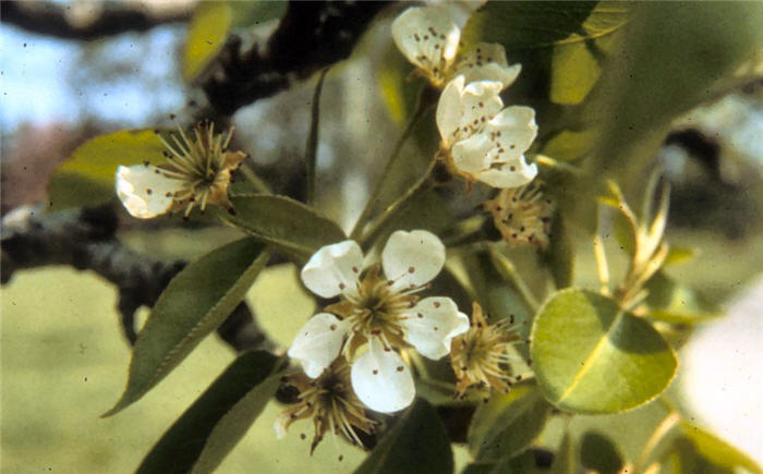 Plant photo of: Pyrus communis