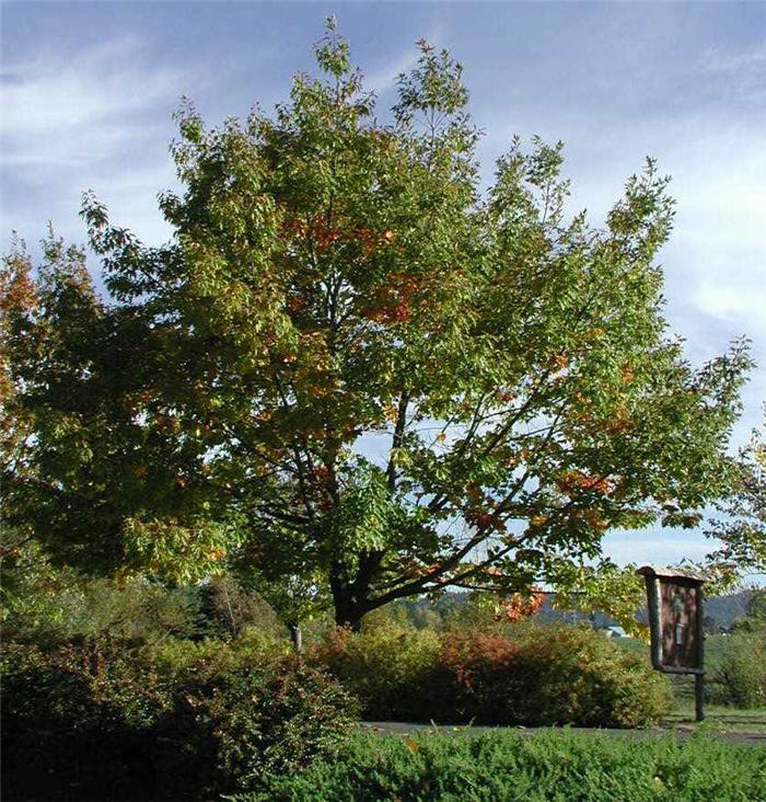 Plant photo of: Quercus rubra