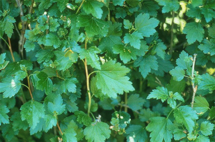 Plant photo of: Ribes alpinum
