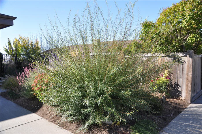 Plant photo of: Salix purpurea