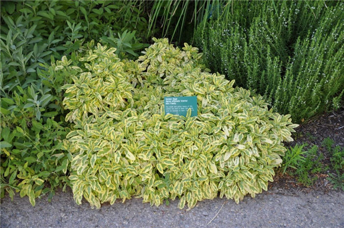 Plant photo of: Salvia officinalis 'Icterina'