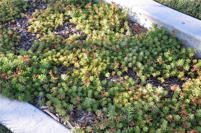 Plant photo of: Sedum kamtschaticum