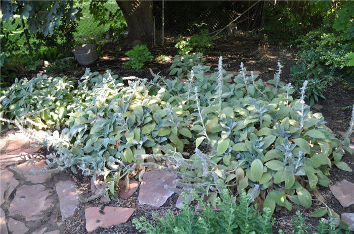 Plant photo of: Stachys byzantina 'Helene von Stein'