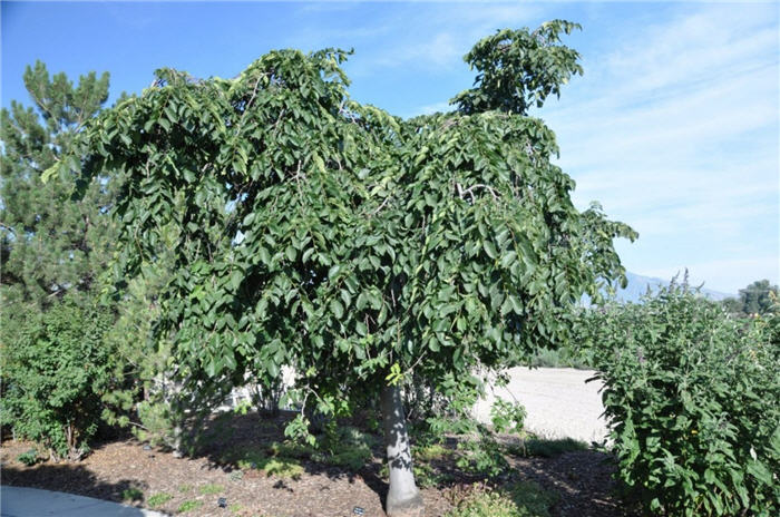 Plant photo of: Ulmus glabra 'Camperdownii'