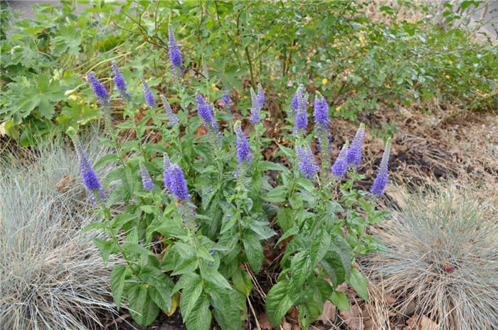 Plant photo of: Veronica spicata incana