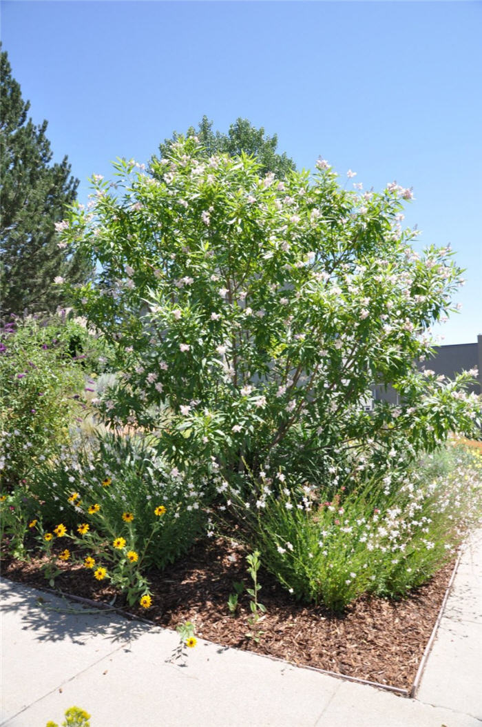 Plant photo of: Viburnum lantana 'Mohican'