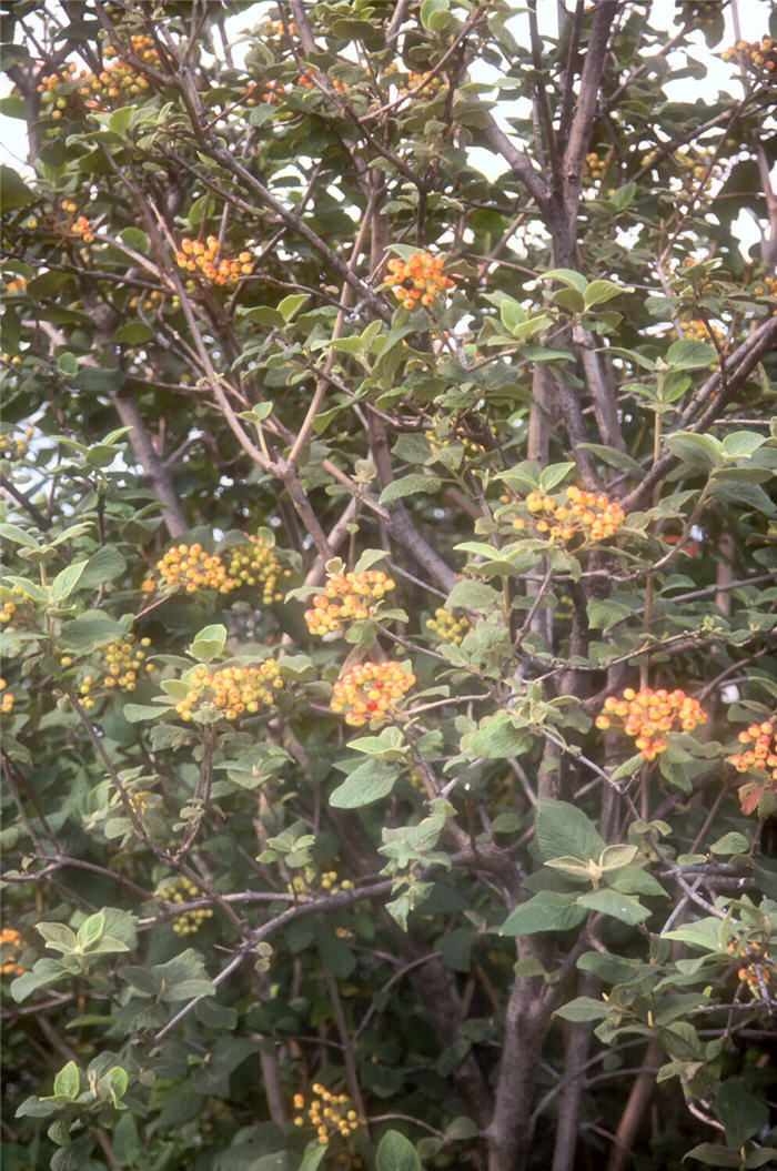 Plant photo of: Viburnum lantana 'Mohican'