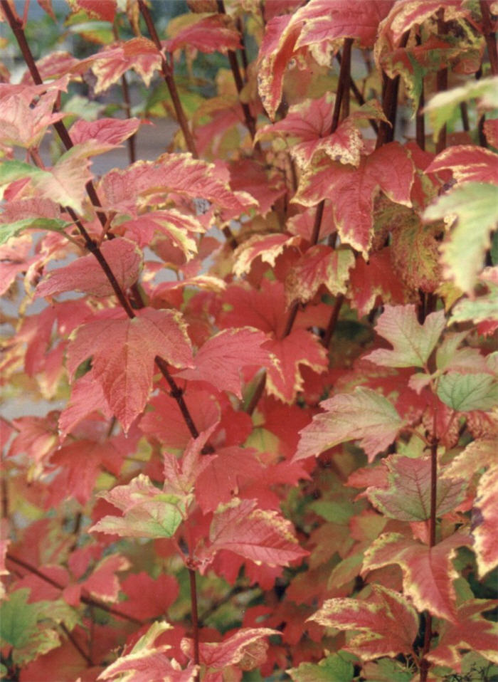 Plant photo of: Viburnum trilobum