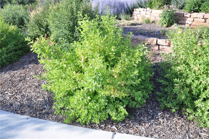 Plant photo of: Viburnum trilobum