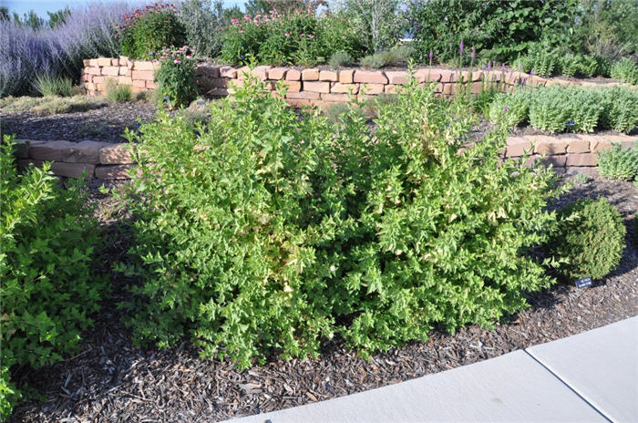 Plant photo of: Viburnum trilobum