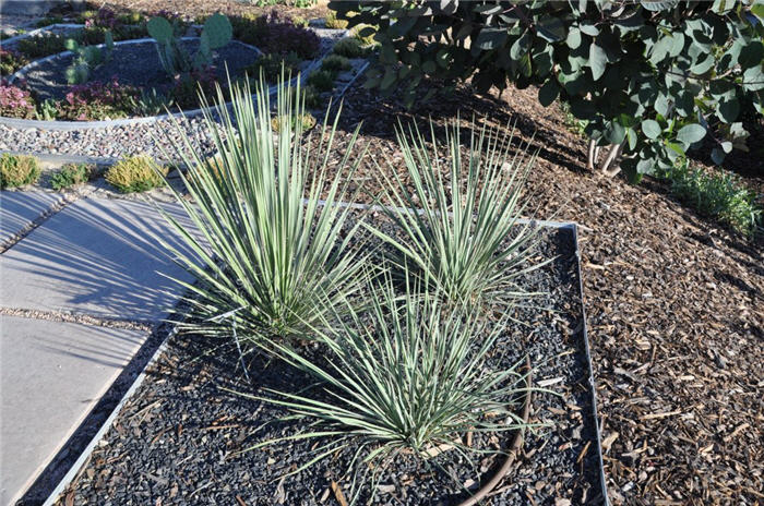 Plant photo of: Yucca baileyi