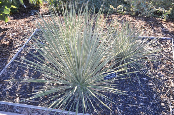 Plant photo of: Yucca baileyi