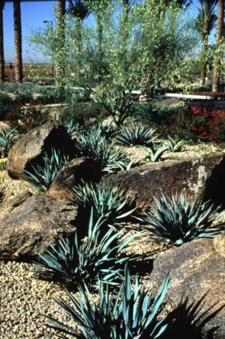 Plant photo of: Yucca pallida
