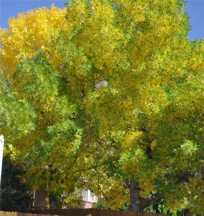 Plant photo of: Fraxinus pennsylvanica