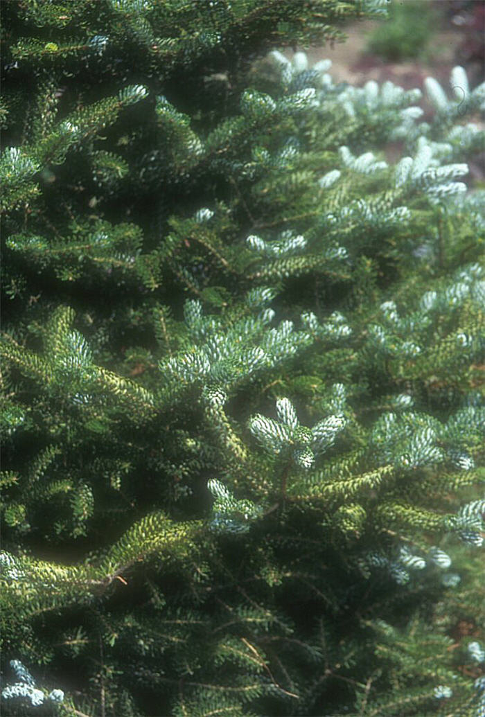Plant photo of: Abies koreana