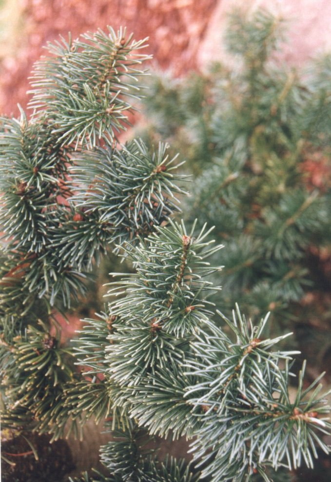 Plant photo of: Abies lasiocarpa