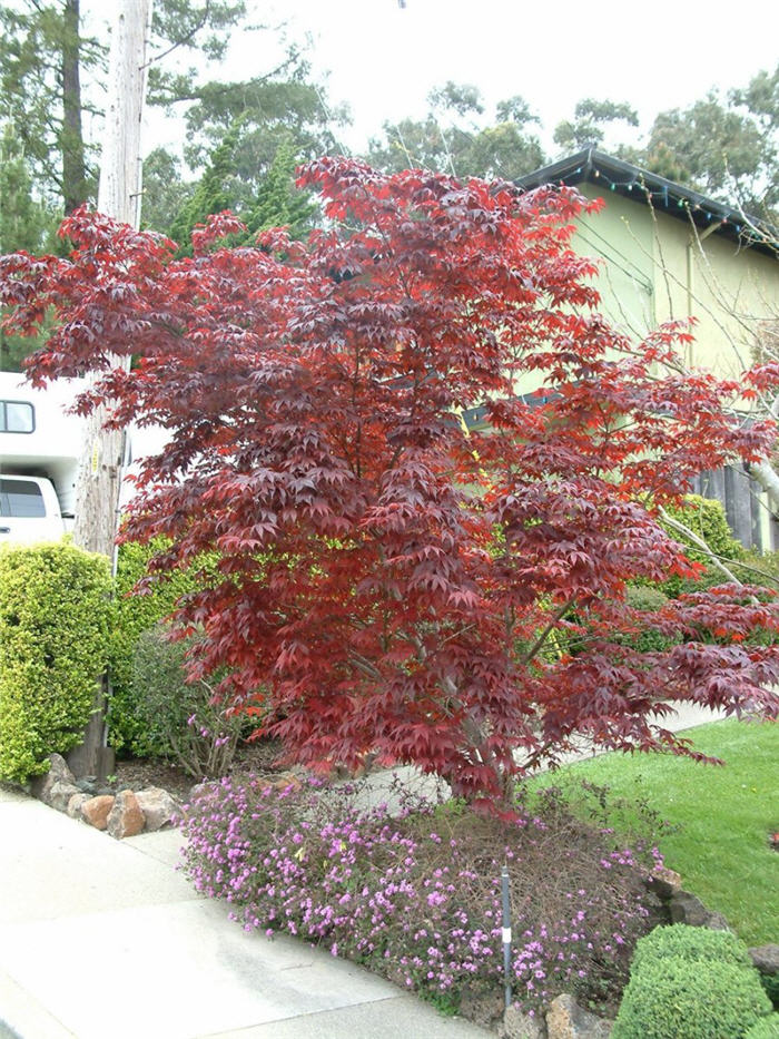 Plant photo of: Acer palmatum 'Atropurpureum'