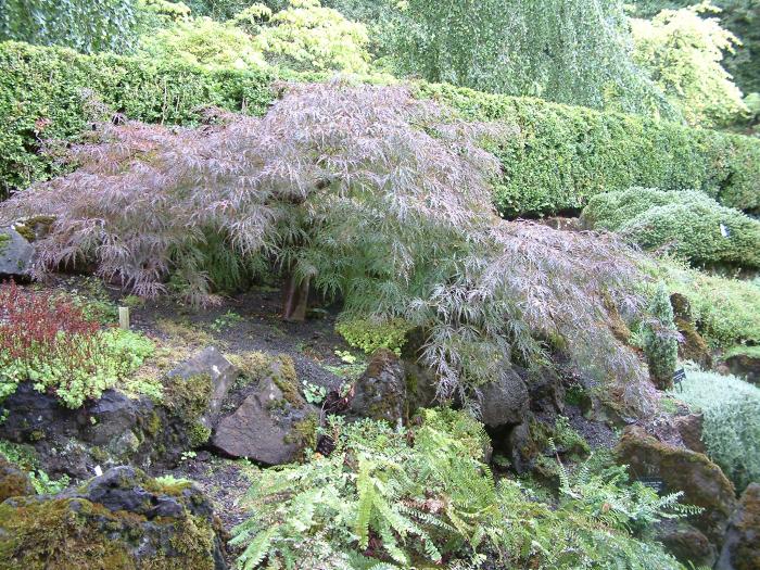 Plant photo of: Acer palmatum 'Ever Red'