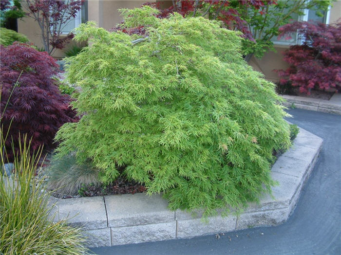 Plant photo of: Acer palmatum 'Dissectum'