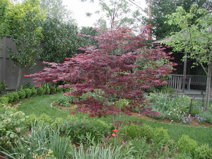 Plant photo of: Acer palmatum 'Oshio-beni'