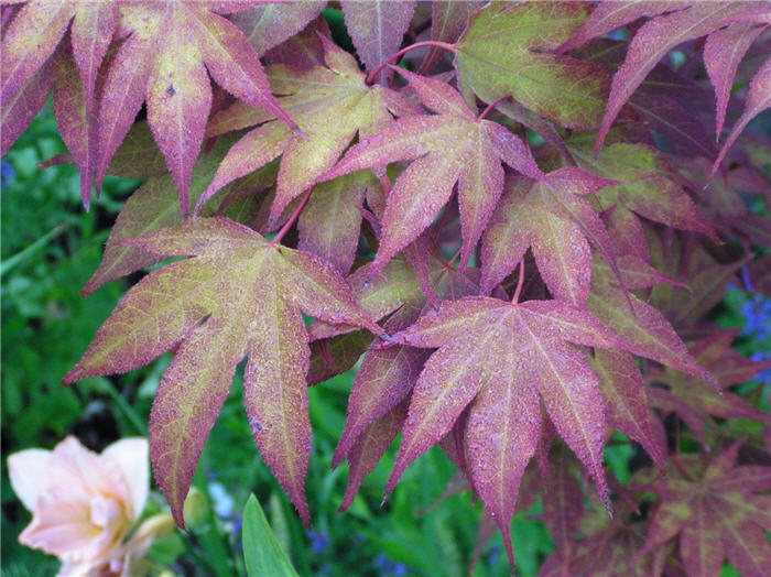 Plant photo of: Acer palmatum 'Oshio-beni'