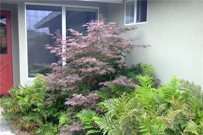 Plant photo of: Acer palmatum 'Shaina'