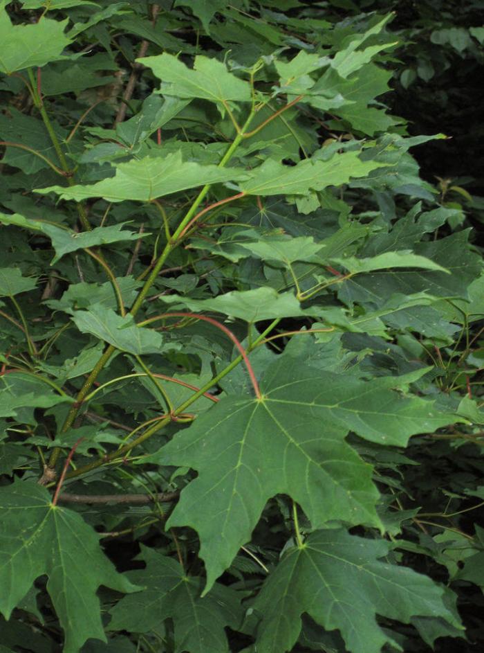 Plant photo of: Acer saccharum