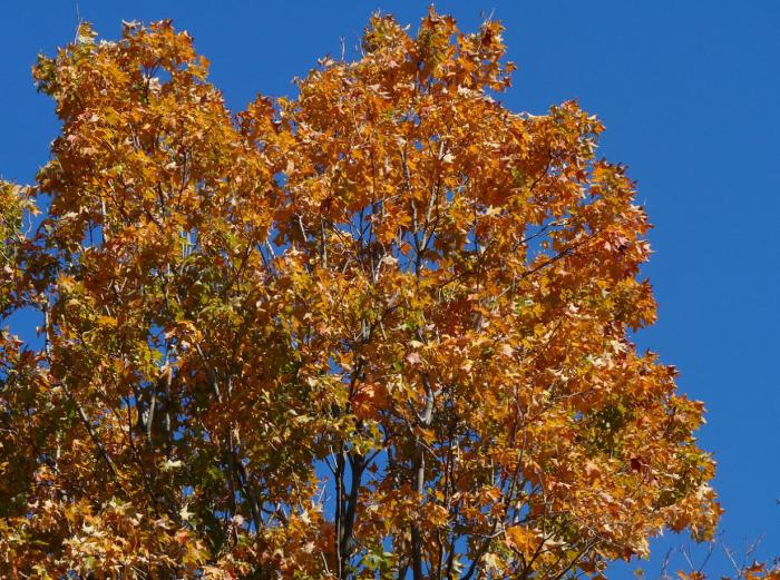 Plant photo of: Acer saccharum
